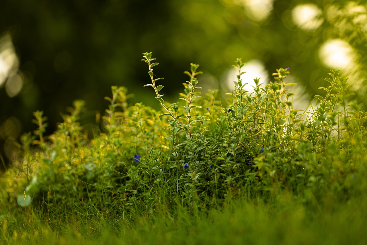 The Role of Permaculture in Urban Sustainability